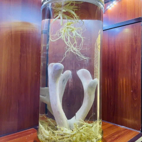 RƯỢU NHUNG HƯƠU