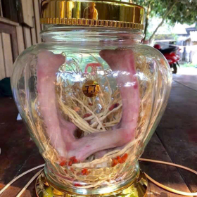 RƯỢU NHUNG HƯƠU NGUYÊN BẢN