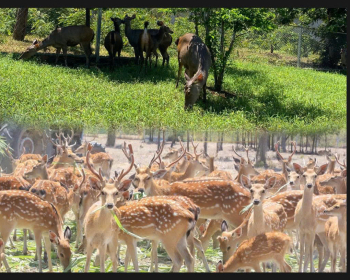 CON GIỐNG HƯƠU, NAI