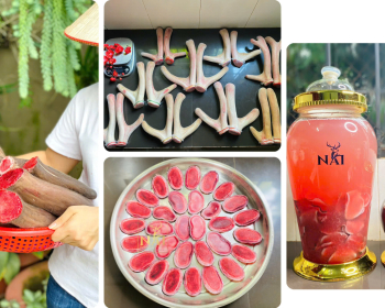 SẢN PHẨM NHUNG HƯƠU, NAI