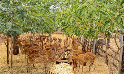 Kinh nghiệm chọn mua con giống hươu nai chất lượng – Bí quyết đầu tư hiệu quả và bền vững