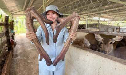 Nuôi hươu nai lấy nhung – Mô hình kinh tế bền vững cho bà con nông dân