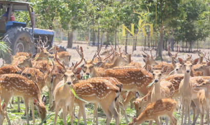 Gần 40 con hươu giống được vận chuyển an toàn về Trang trại Hươu Nai Đắk Lắk