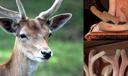 Con giống hươu nai tại Nai Farm