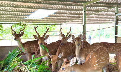 Nuôi hươu nhàn hơn nuôi dê