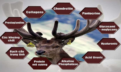 Khoa học nói gì, nhận định như thế nào về tác dụng của nhung hươu, nhung nai