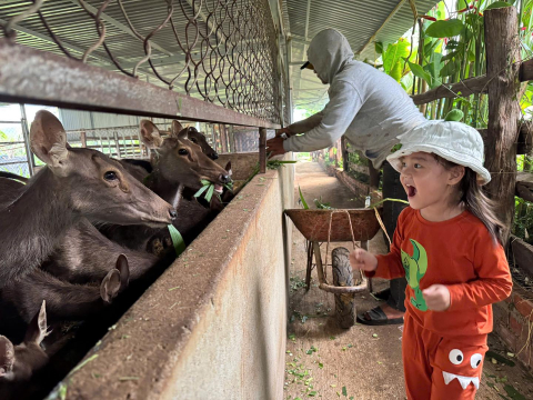 Album khách tham quan trang trại Nai Farm
