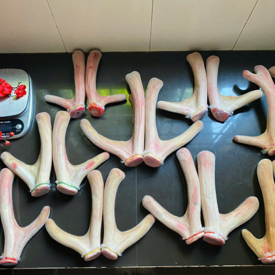 RƯỢU NHUNG HƯƠU NGUYÊN BẢN 