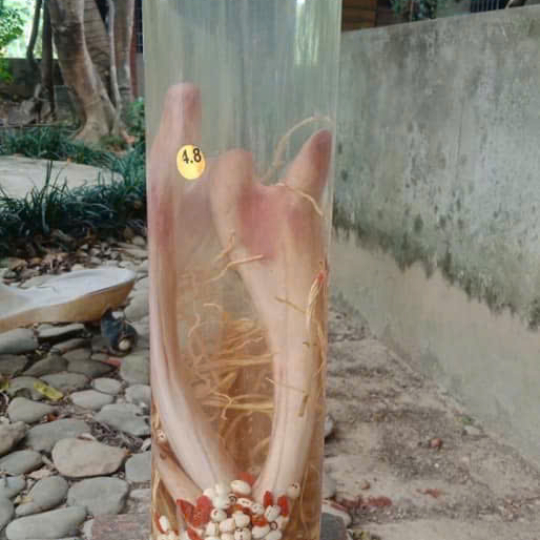 RƯỢU NHUNG HƯƠU NGUYÊN BẢN 