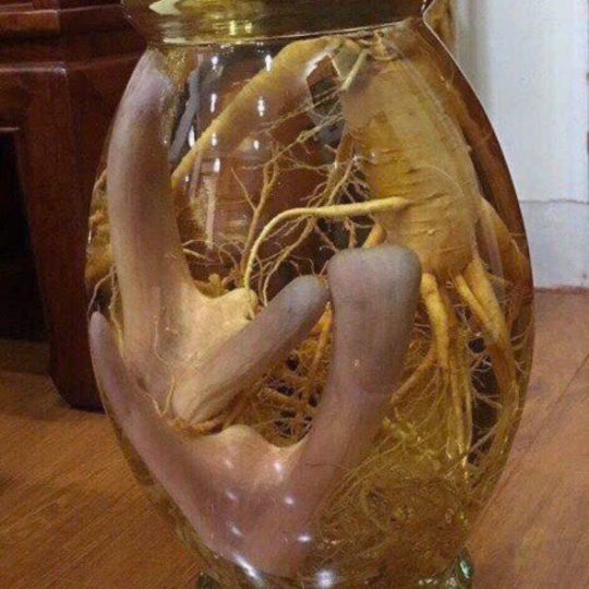 RƯỢU NHUNG HƯƠU NGUYÊN BẢN 