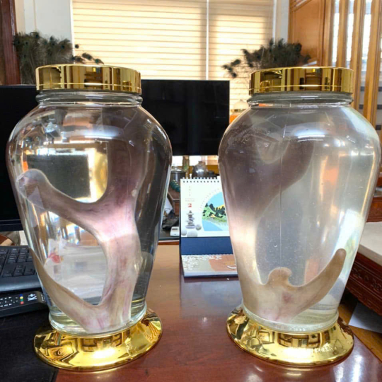 RƯỢU NHUNG HƯƠU NGUYÊN BẢN 